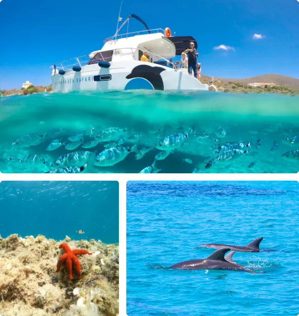 Escursioni Asinara delfini stellamarina e catamarano